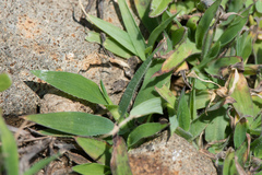 Digitaria sericea
