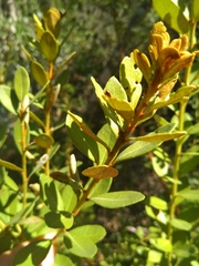 Lyonia fruticosa