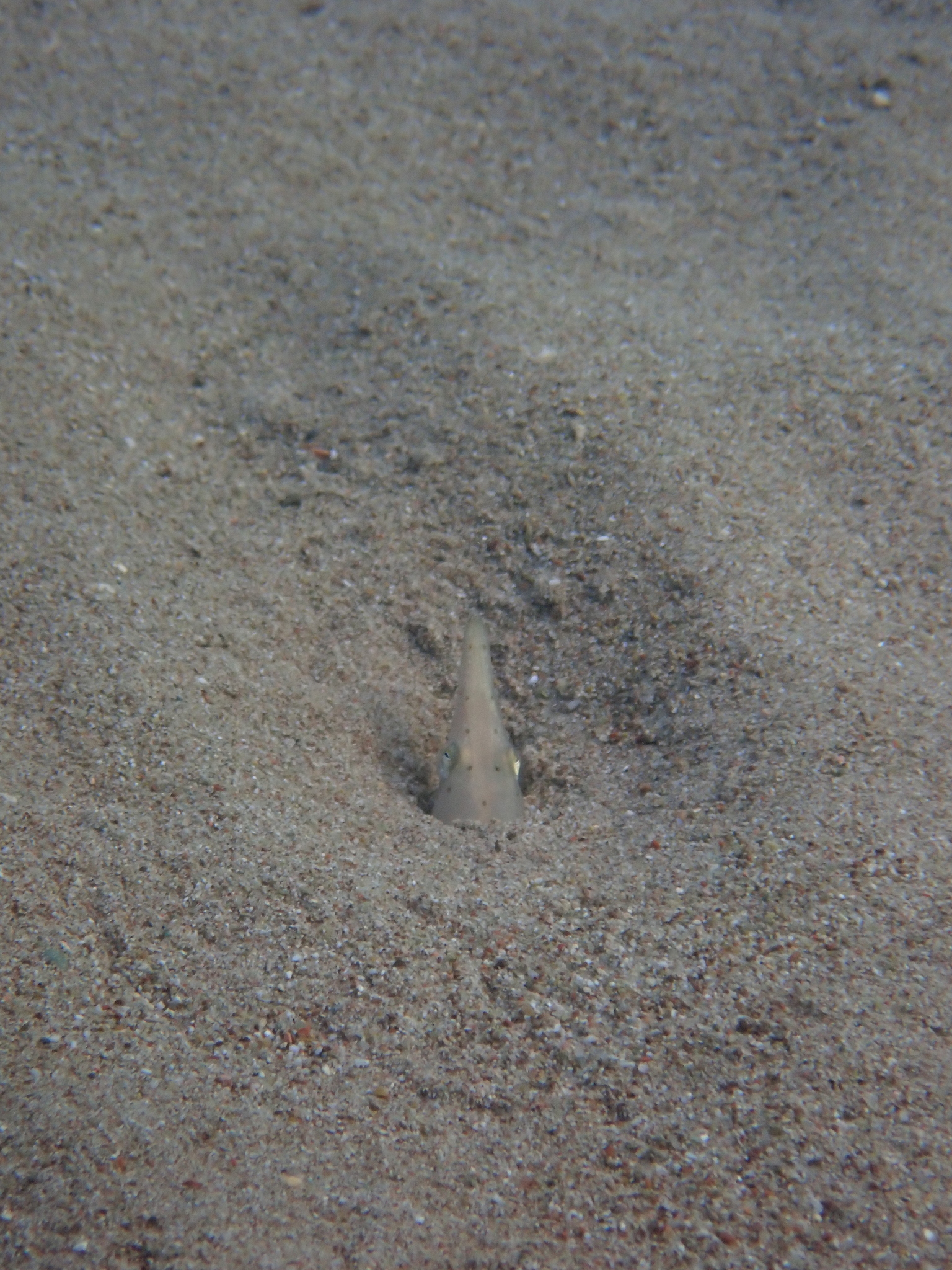 cobra-do-mar, coloru de mari, culebra de mar, dikenli yılanbalığı, eel, fidochelo, giant snake eel, gjarperi i detit, gjarpri i detit, hadař hadovitý, h'nach, sandslangetjie, sand snake-eel, serpent de mer, serpent eel, snake eel