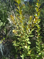 Lyonia fruticosa