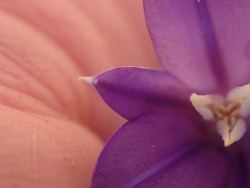 Image of Brodiaea rosea by no rights reserved