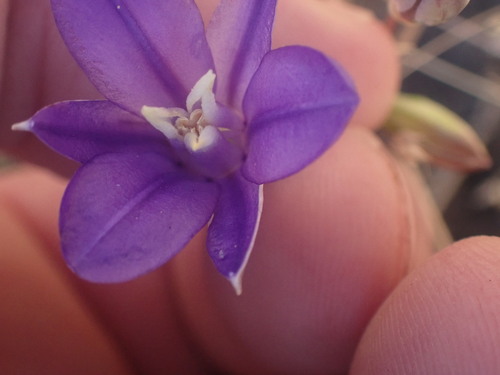 Image of Brodiaea rosea by no rights reserved