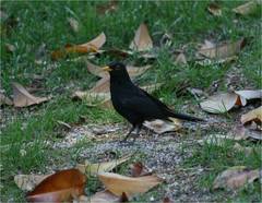 Turdus merula