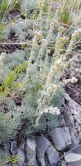 Artemisia alpina
