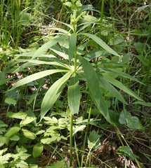 Lilium debile