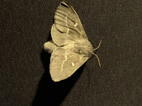 Psilogaster loti