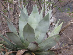 Agave seemanniana