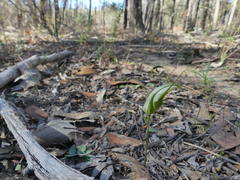Pterostylis ampliata