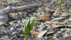 Pterostylis ampliata