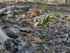 Pterostylis ampliata