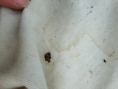 Dyroderes umbraculatus