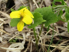 Viola uniflora