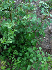 Fraxinus dipetala