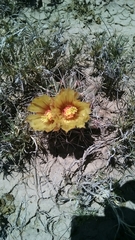 Coryphantha robustispina scheeri