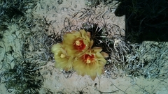 Coryphantha robustispina scheeri