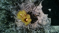 Coryphantha robustispina scheeri