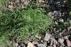Centaurea pseudomaculosa