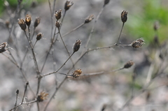 Centaurea pseudomaculosa