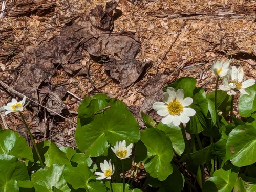 Image of Caltha biflora by (c) David Anderson, some rights reserved (CC BY)