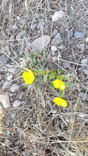 Image of Ranunculus macauleyi by no rights reserved