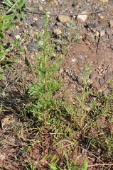 Centaurea pseudomaculosa