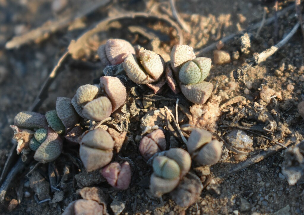 Ruschia intervallaris L. Bolus 2