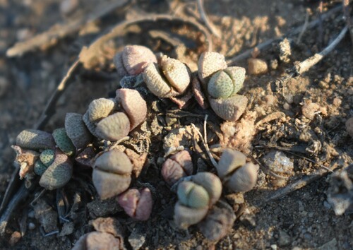 Neohenricia spiculata thumbnail