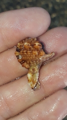 Bursidae