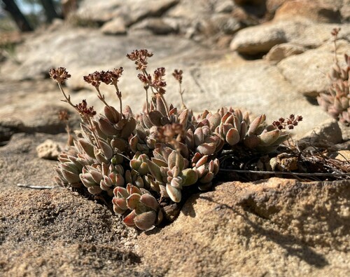 Crassula lanuginosa