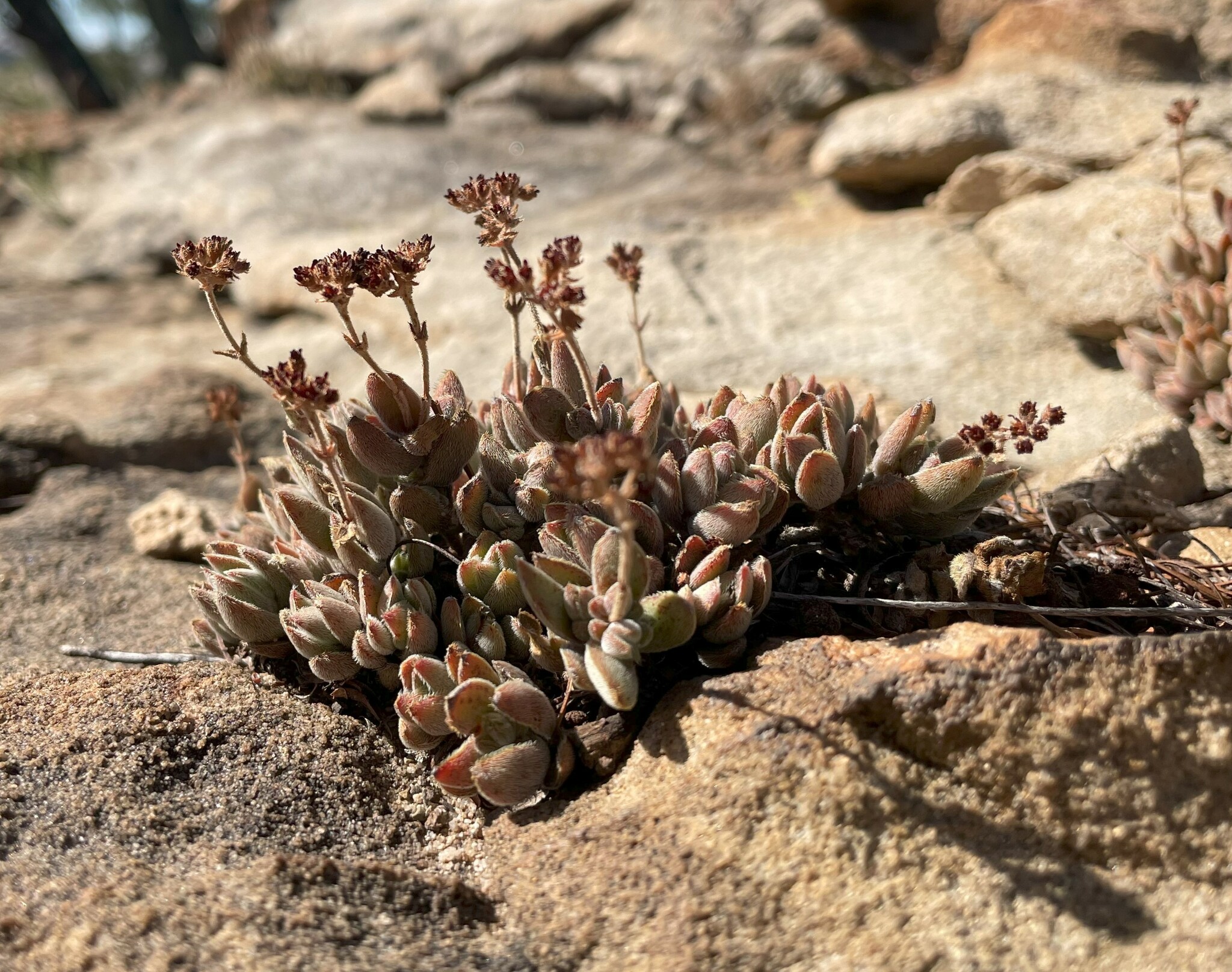 Crassula lanuginosa