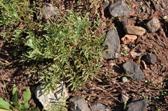 Centaurea pseudomaculosa