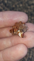 Bursidae