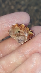Bursidae