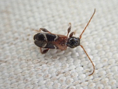 Phymatodes alni