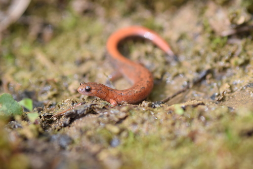 Northern Zigzag Salamander