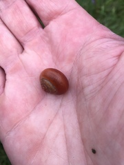 Trochulus striolatus