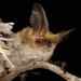 Small Big-eared Brown Bat - Photo (c) ruben barquez, some rights reserved (CC BY-NC), uploaded by ruben barquez