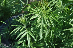 Artemisia umbrosa