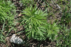 Artemisia umbrosa