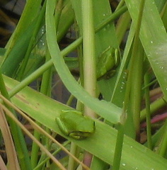 Hyla sarda