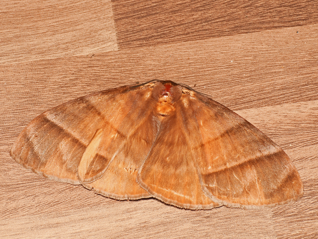 Pseudojana incandescens