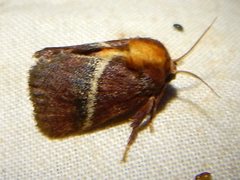 Eloasa bombycoides