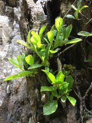 Rhamnus pumila