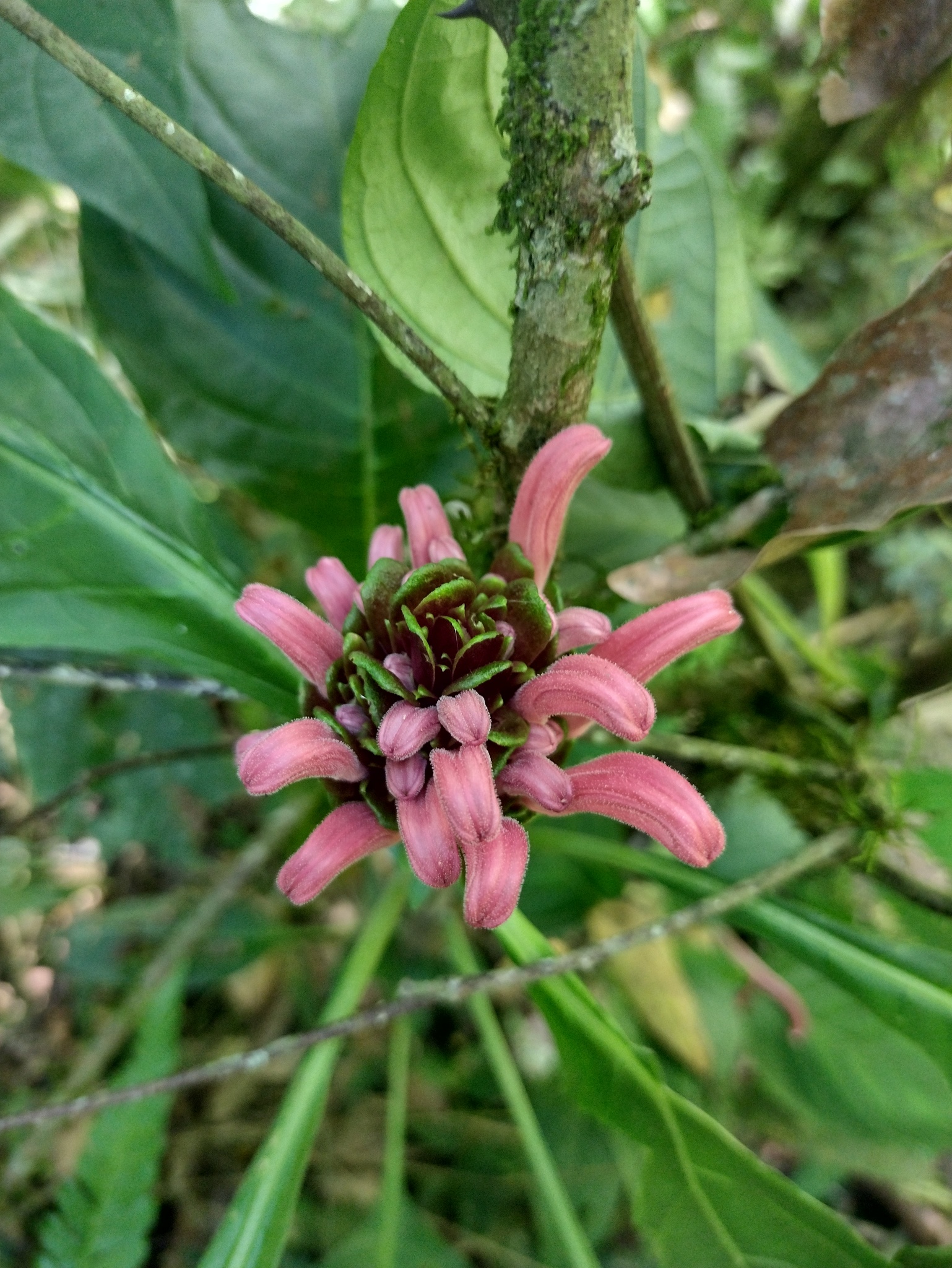 Justicia carnea