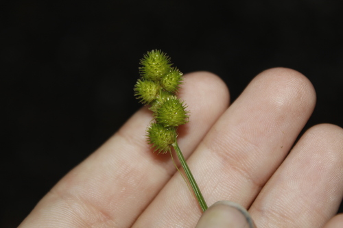 Image of Carex cristatella by (c) Alex Karasoulos, some rights reserved (CC BY)