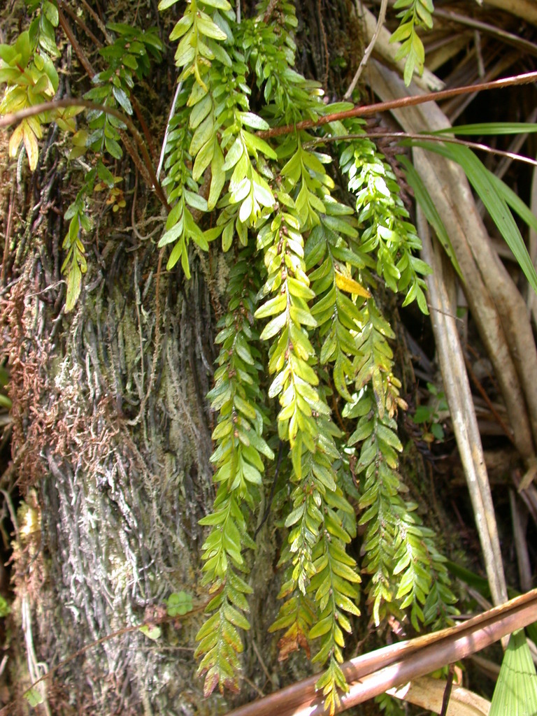 Tmesipteris gracilis