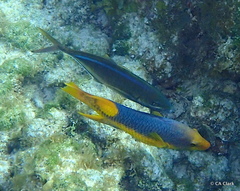 Bodianus rufus