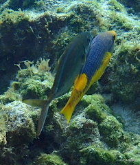 Bodianus rufus