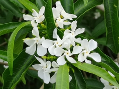 Tabernaemontana catharinensis