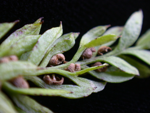 Tmesipteris gracilis observed 2004-07-10
